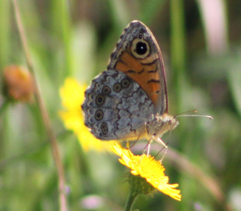 identificazione farfalla